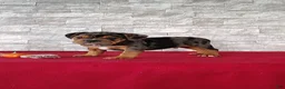 Beabull dogs for sale: Reese - Ad 7