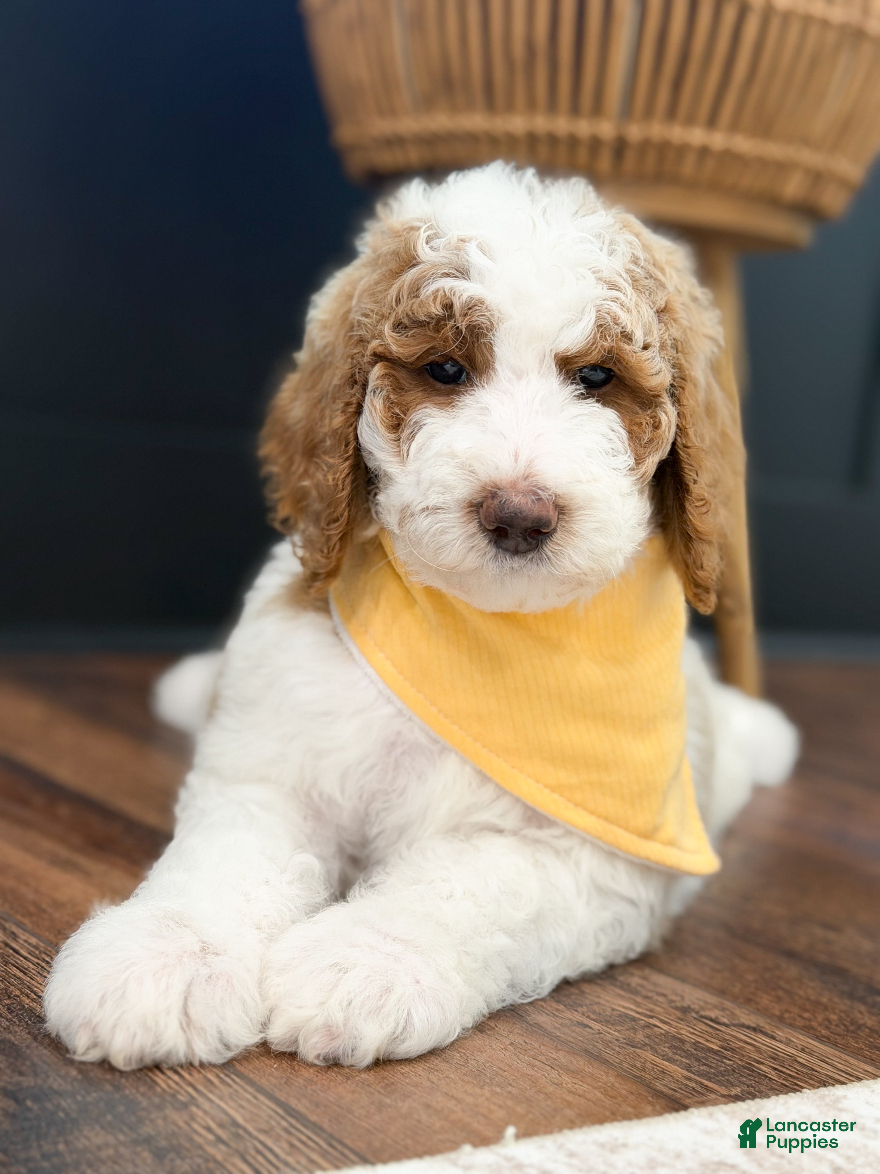 Goldendoodle dogs Nash - Ad 1