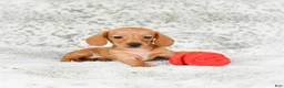 Miniature Dachshund dogs for sale: Carmen - Ad 3
