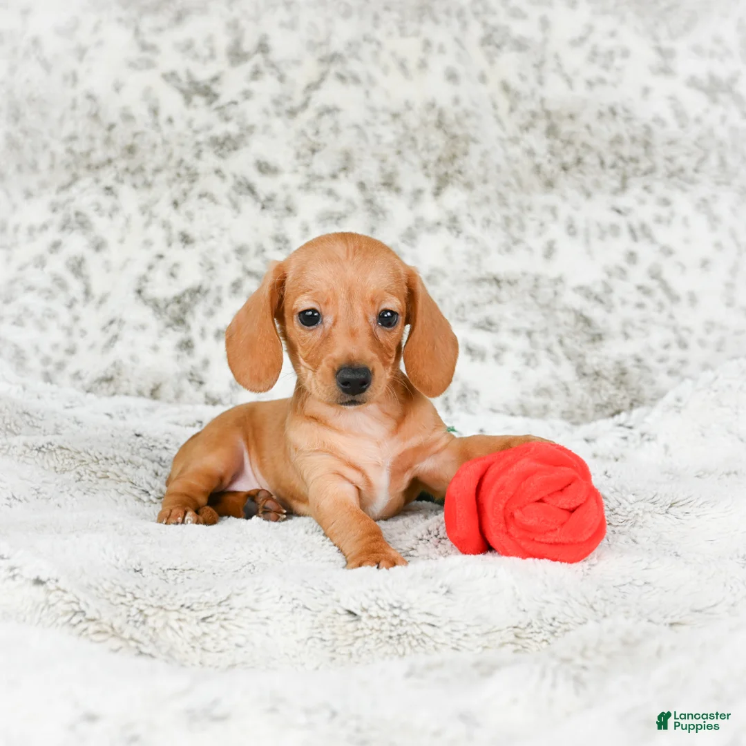 Miniature Dachshund dogs for sale: Carmen - Ad 3