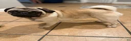 Pug dogs for sale: Pug 1 - Ad 2