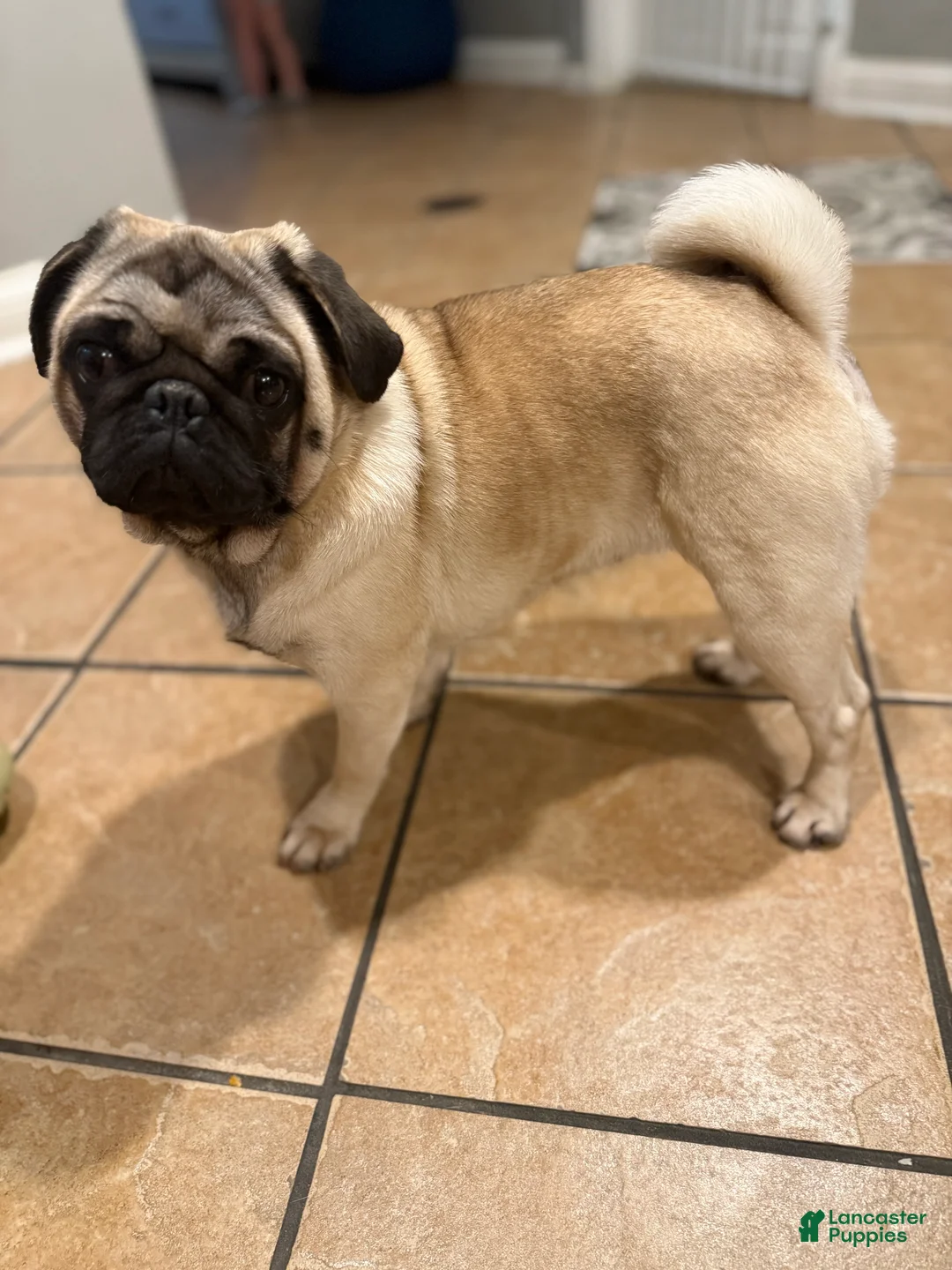 Pug dogs for sale: Pug 1 - Ad 2