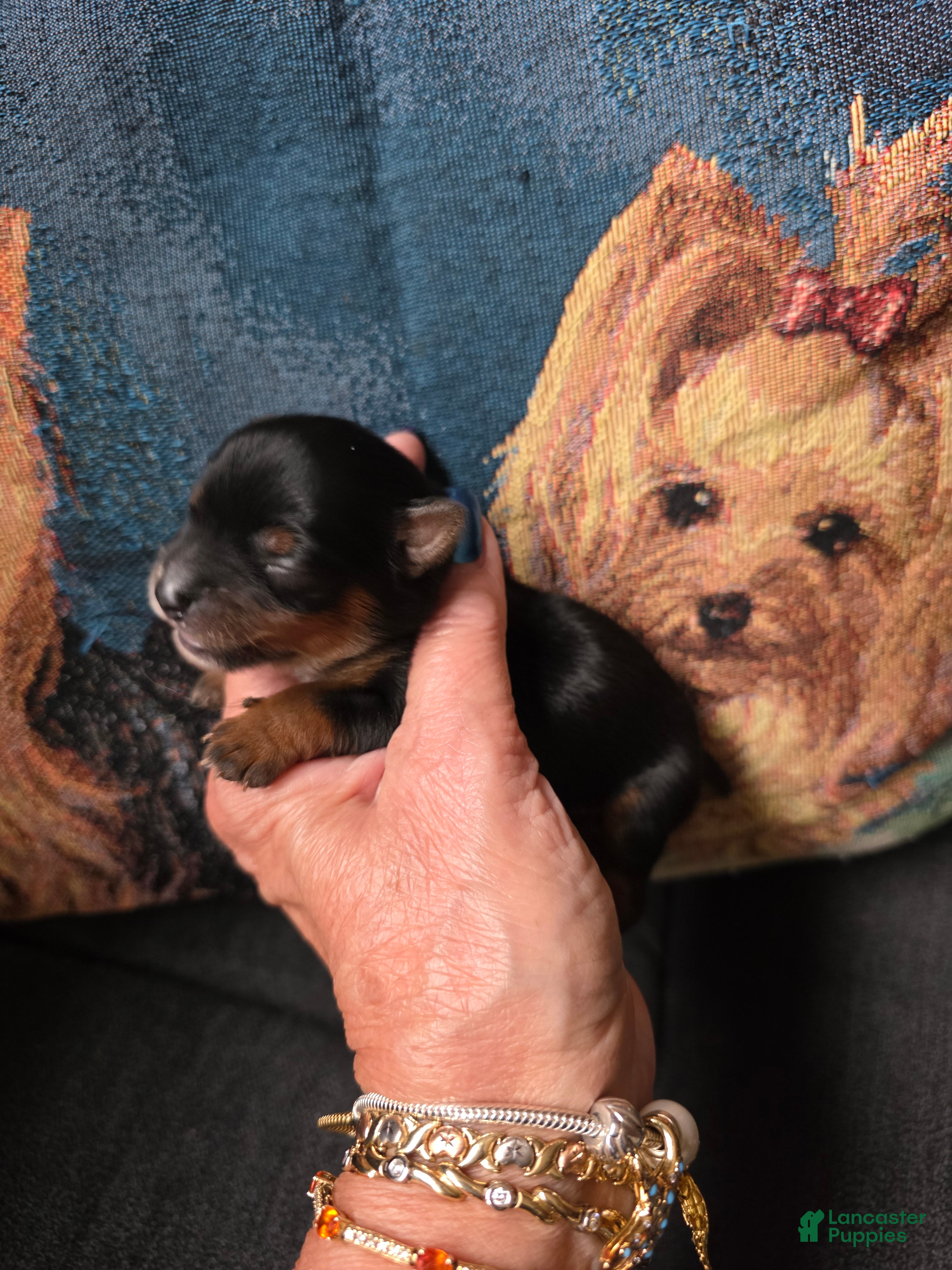 Yorkshire Terrier dogs for sale: Yorkshire Terrier 1 - Ad 1