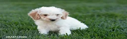 Mini Goldendoodle dogs for sale: Oscar - Ad 3