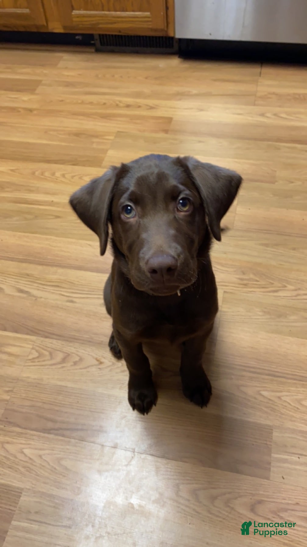 Labrador Retriever dogs Hank - Ad 6