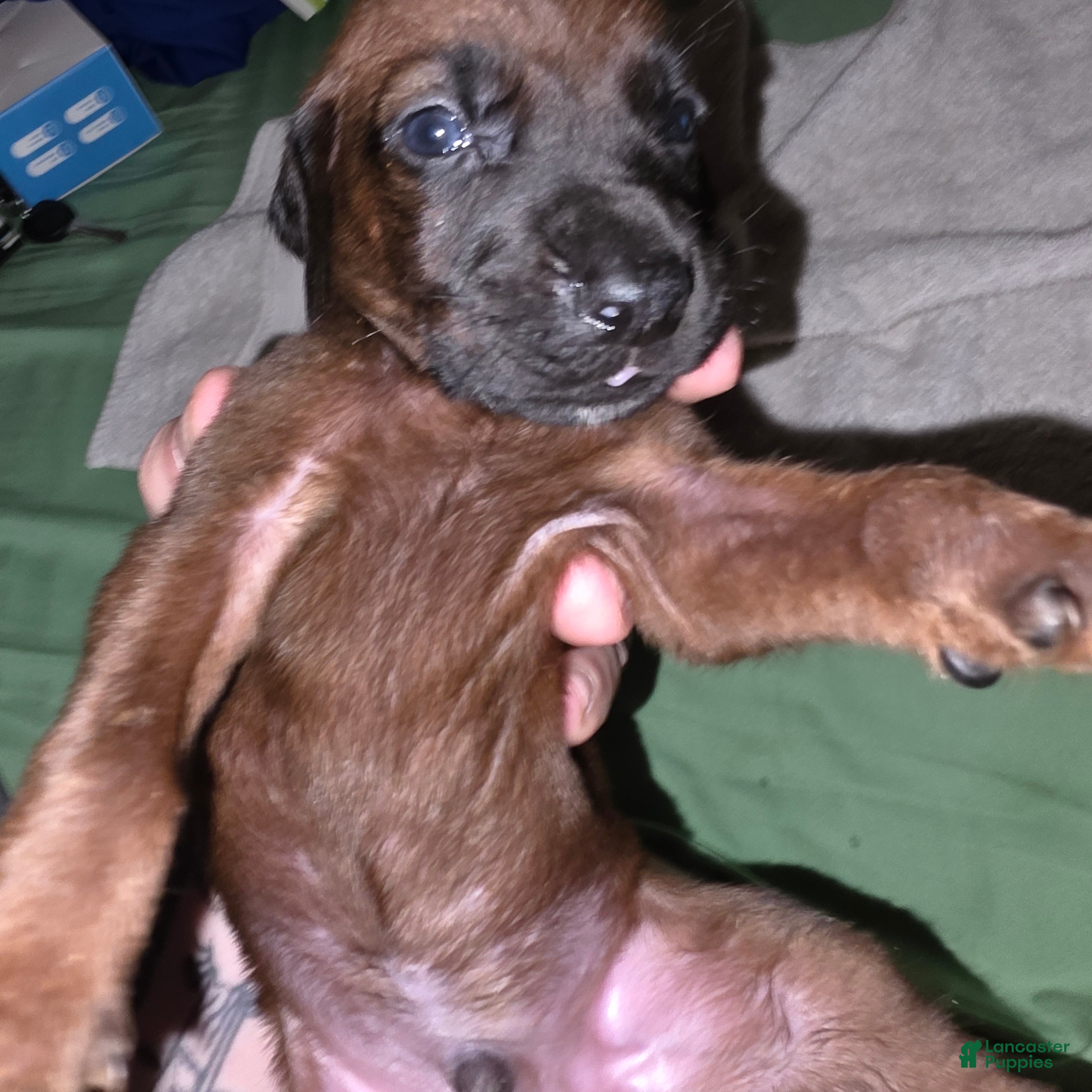 Redbone Coonhound dogs Redbone Coonhound 2 - Ad 11