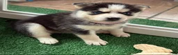 Pomsky dogs for sale: Rita- Light Pink collar - Ad 2