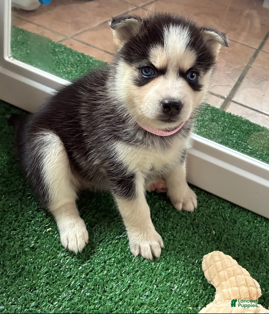 Pomsky dogs for sale: Rita- Light Pink collar - Ad 2