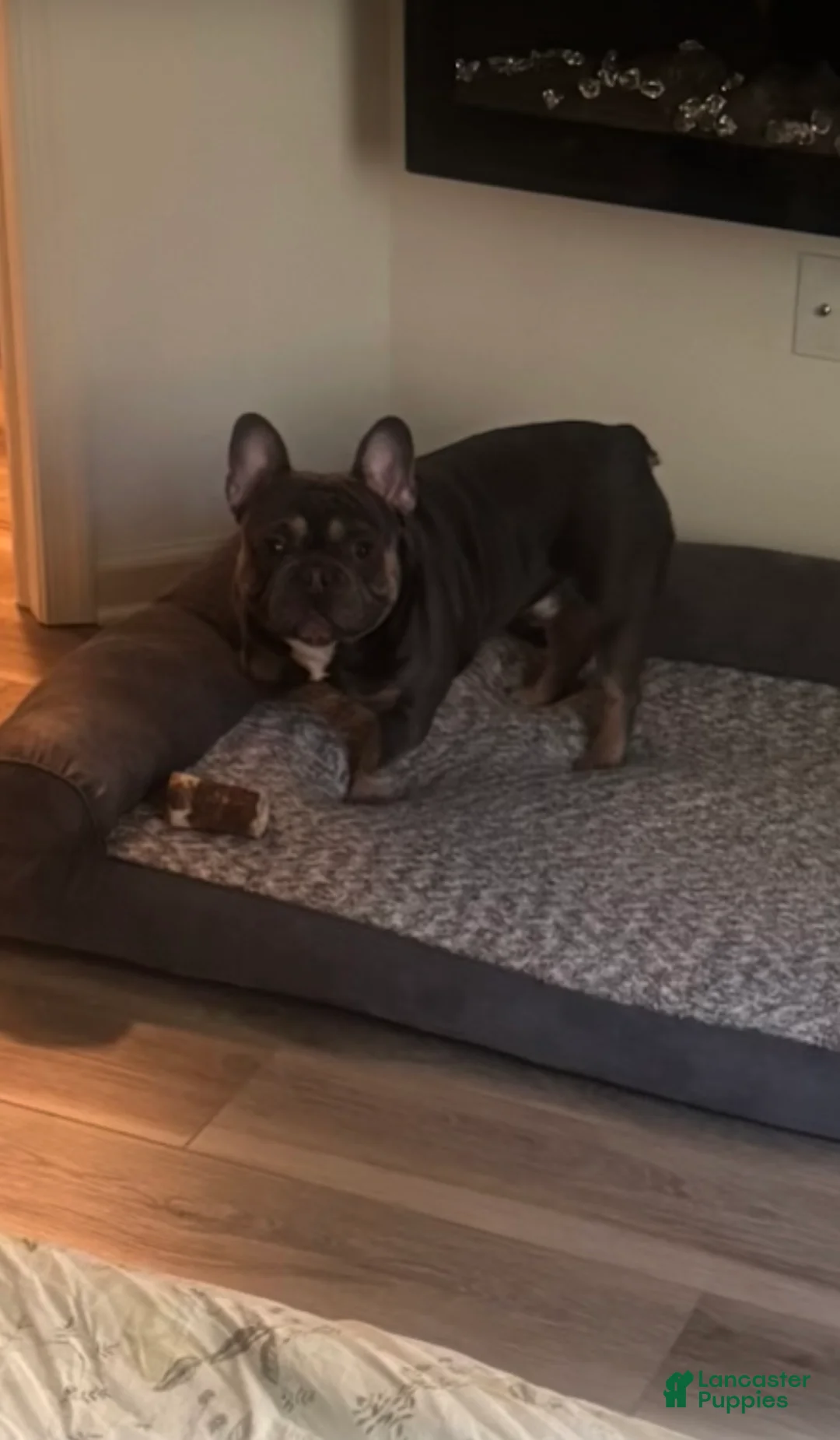 French Bulldog dogs for sale: Blue - Ad 5