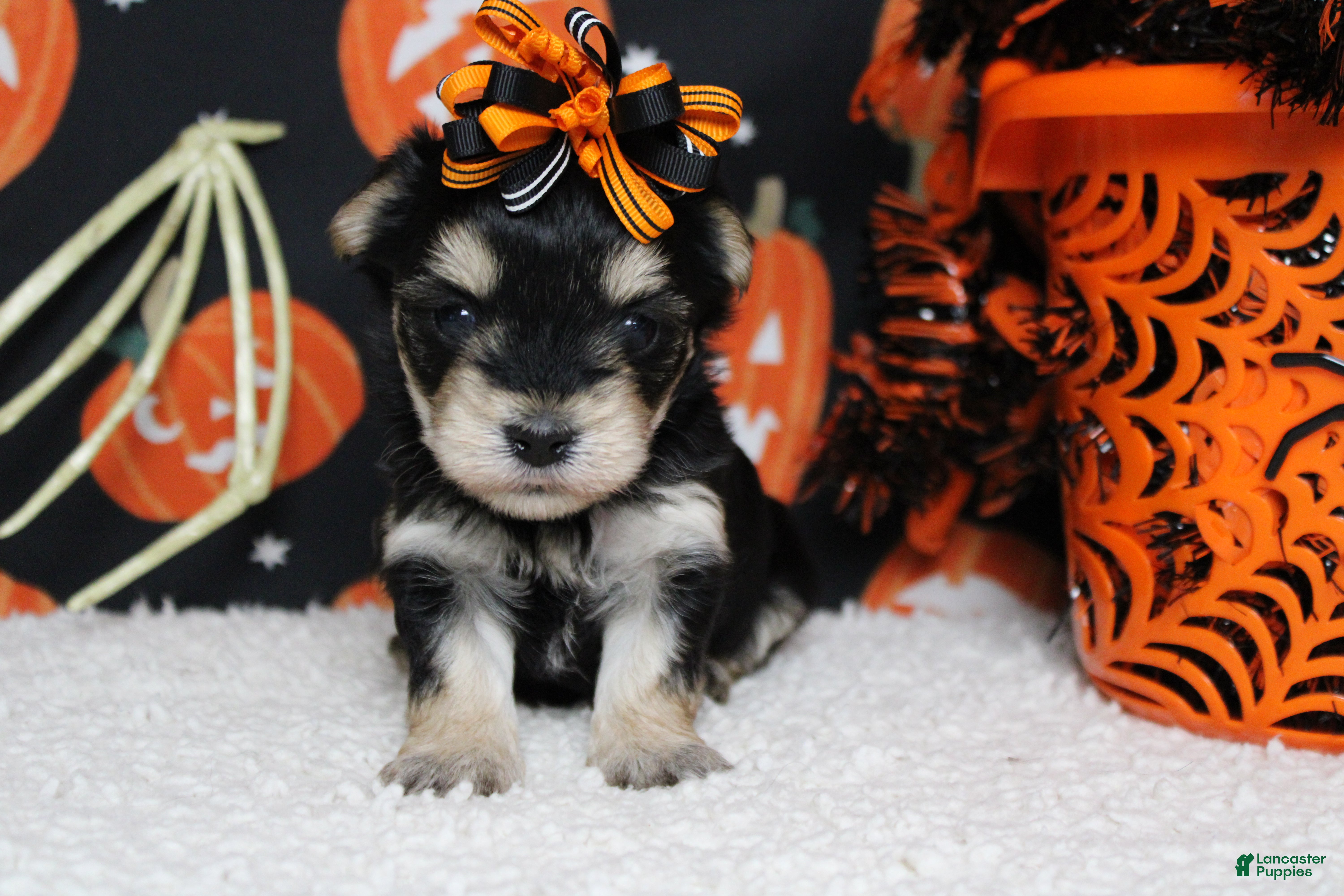Morkie dogs Gretel  - Ad 3
