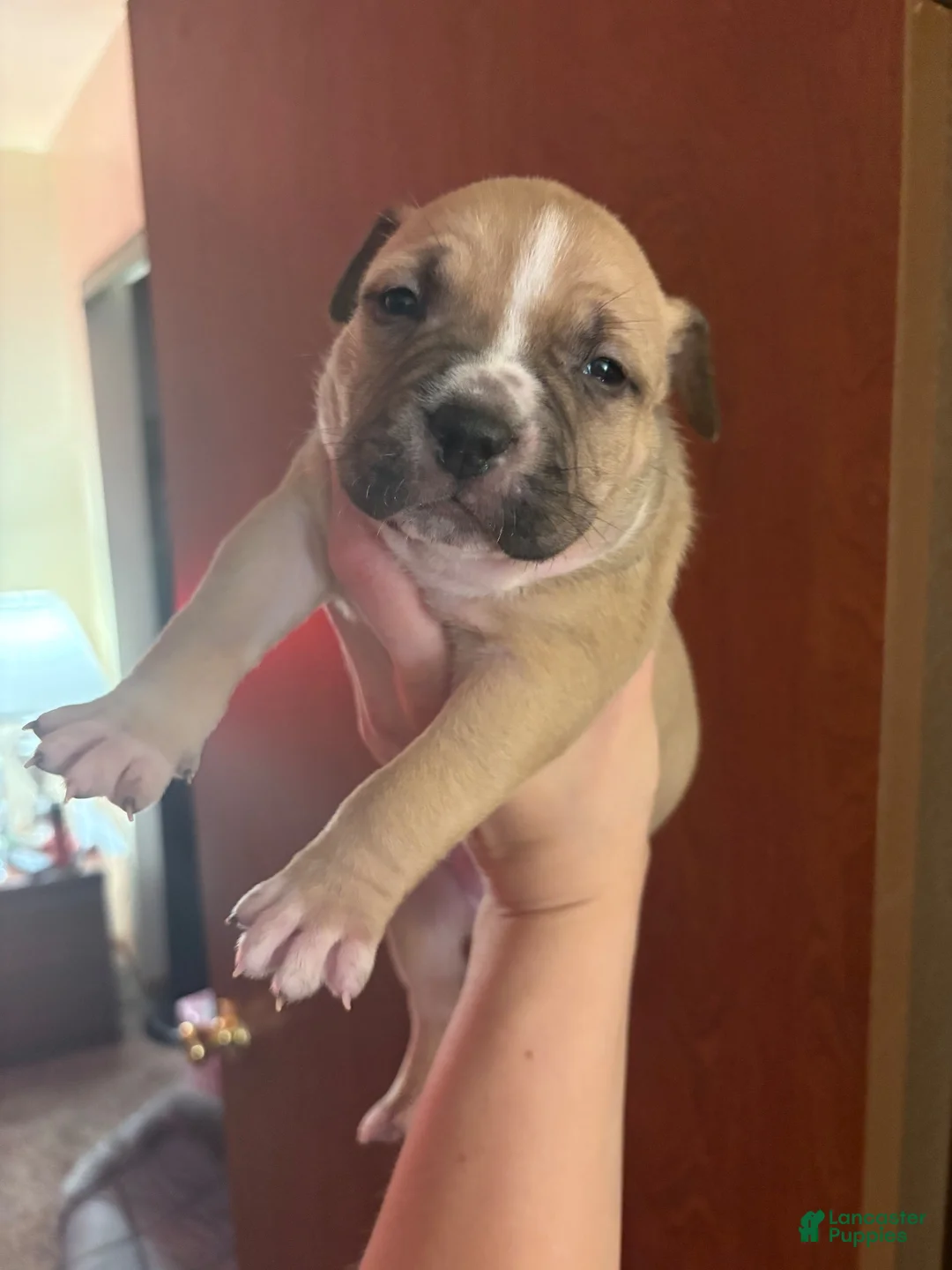 American Bully dogs for sale: American Bully 1 - Ad 1