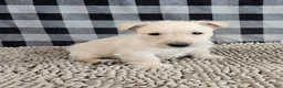 Scottish Terrier dogs for sale: Ollie - Ad 1