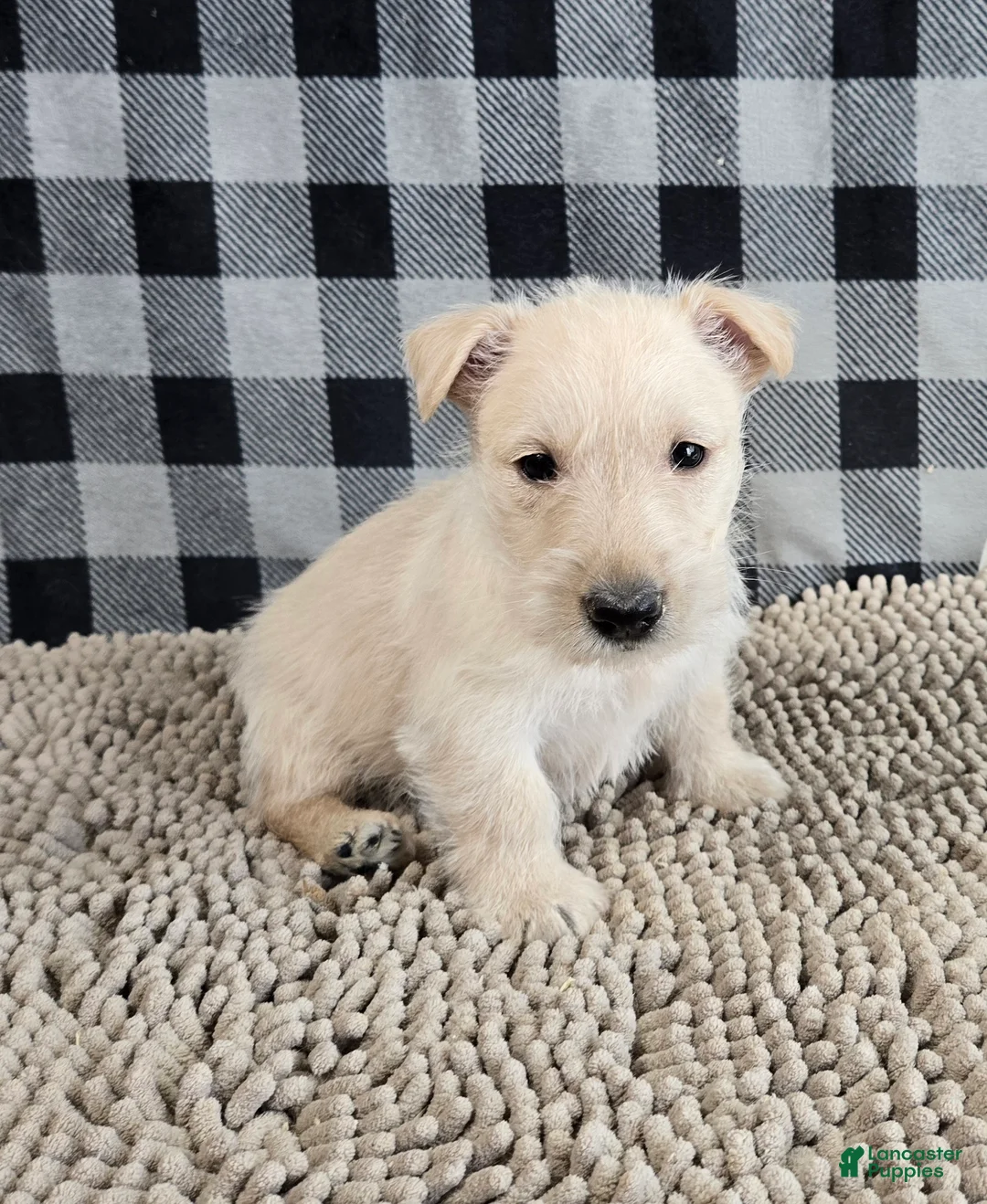 Scottish Terrier dogs for sale: Ollie - Ad 1