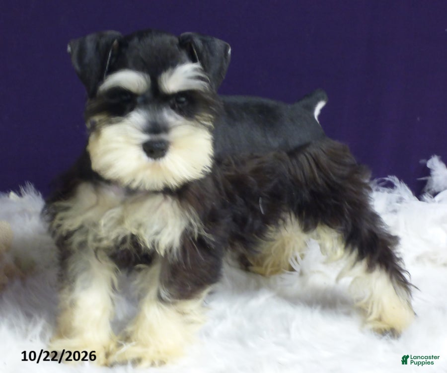 Miniature Schnauzer dogs Sparkles - Ad 1