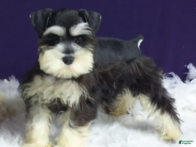 Miniature Schnauzer dogs for sale: Sparkles - Ad 1