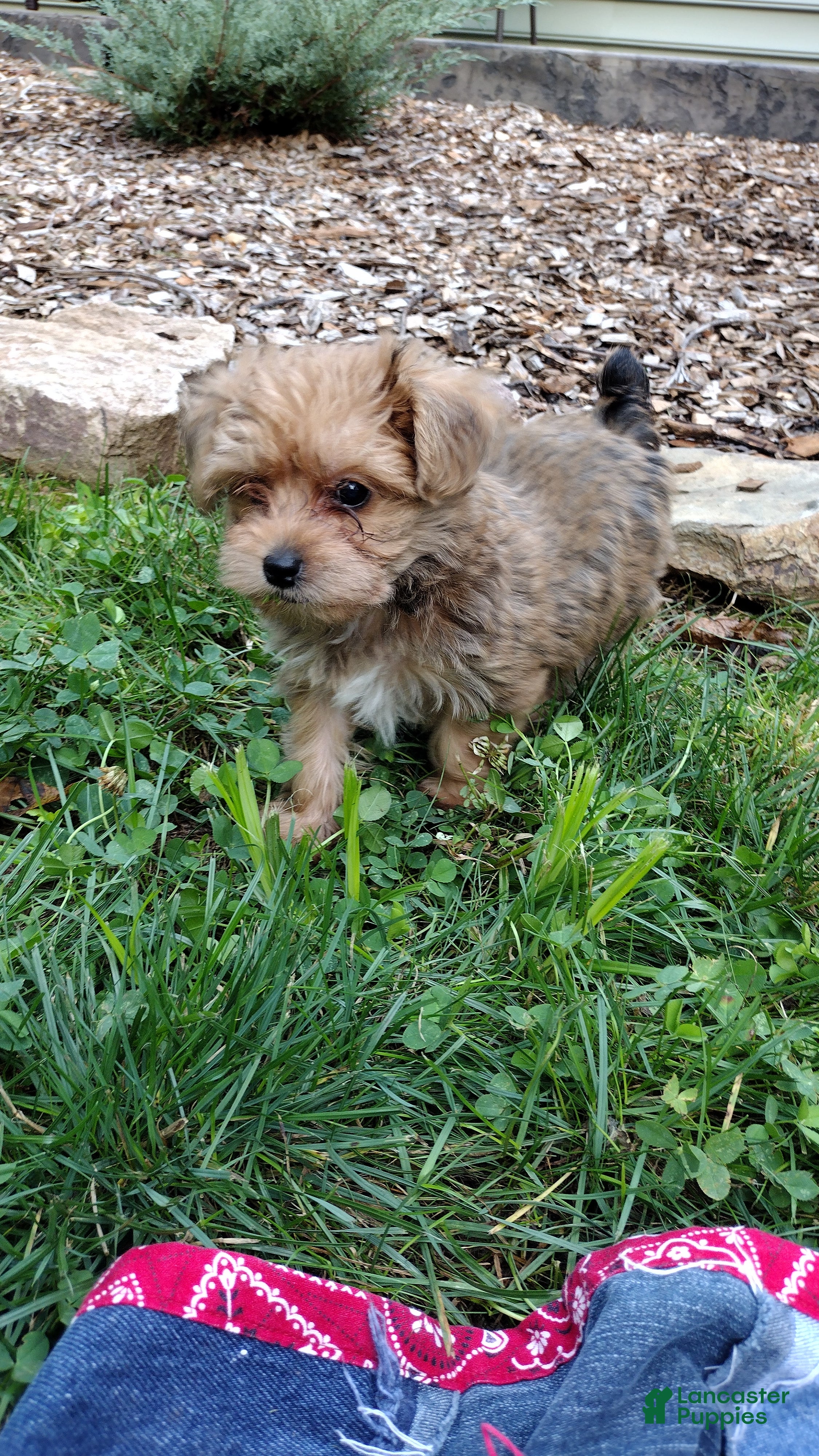 Yorkiepoo dogs Lolly - Ad 2