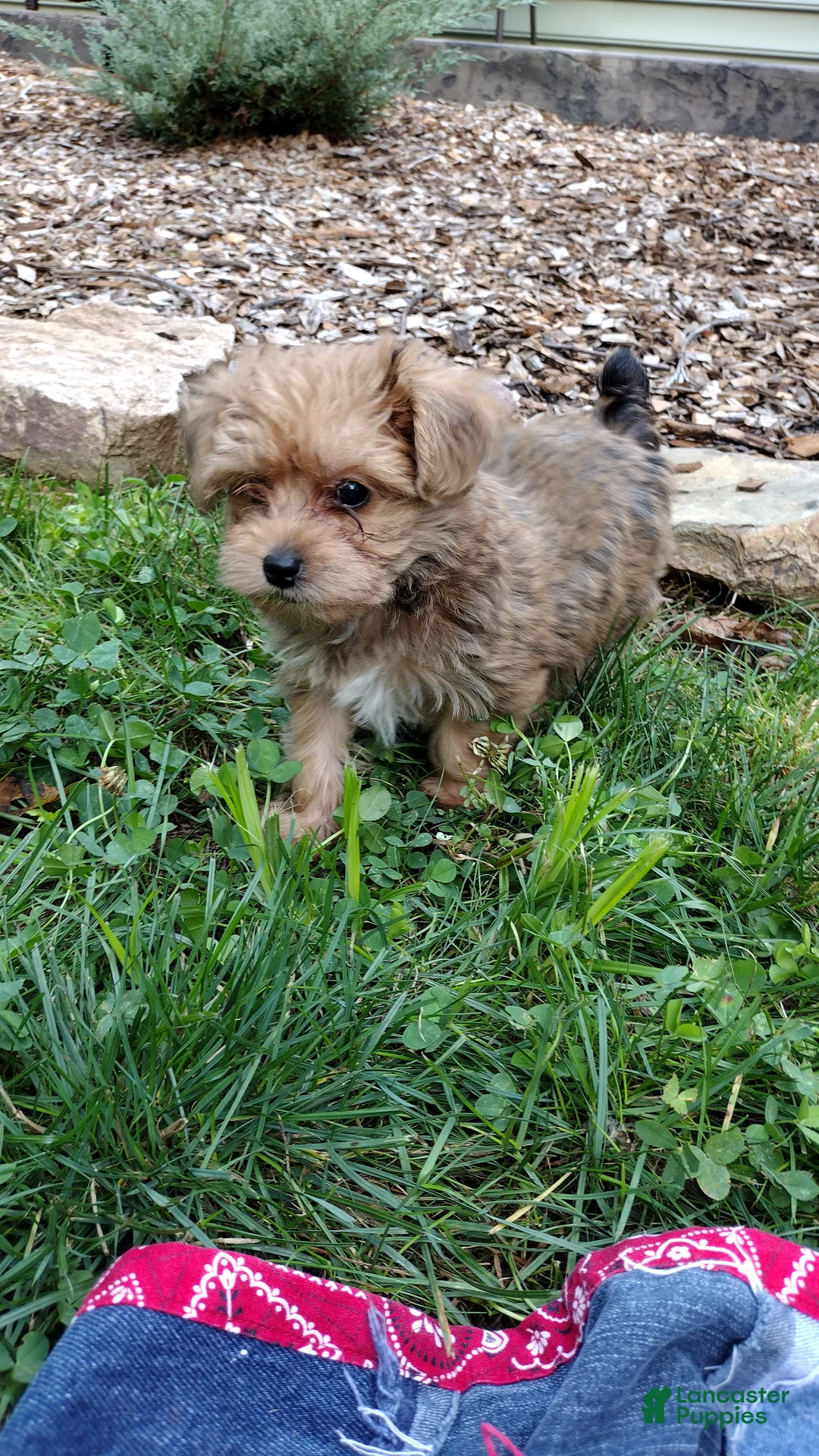Yorkiepoo dogs for sale: Lolly - Ad 2