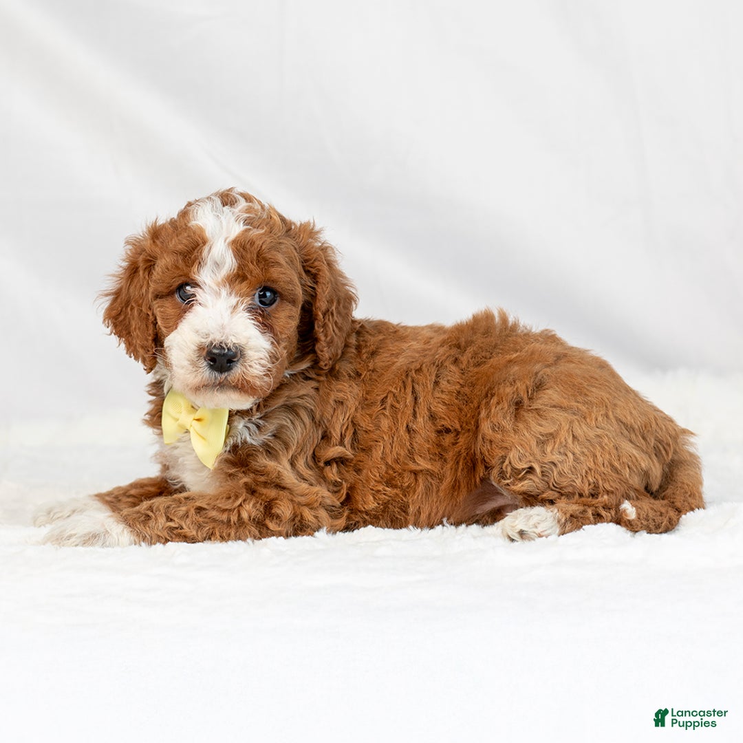 Mini Goldendoodle dogs for sale: Lewis - Ad 5