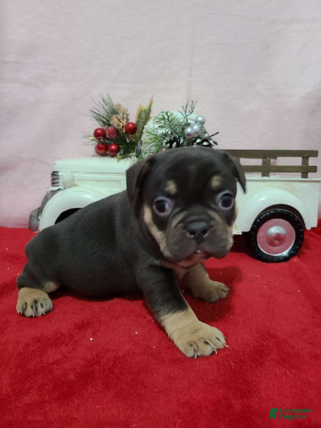 French Bulldog dogs for sale: Snickers - Ad 3