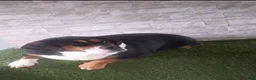 Beabull dogs for sale: Riley - Ad 7