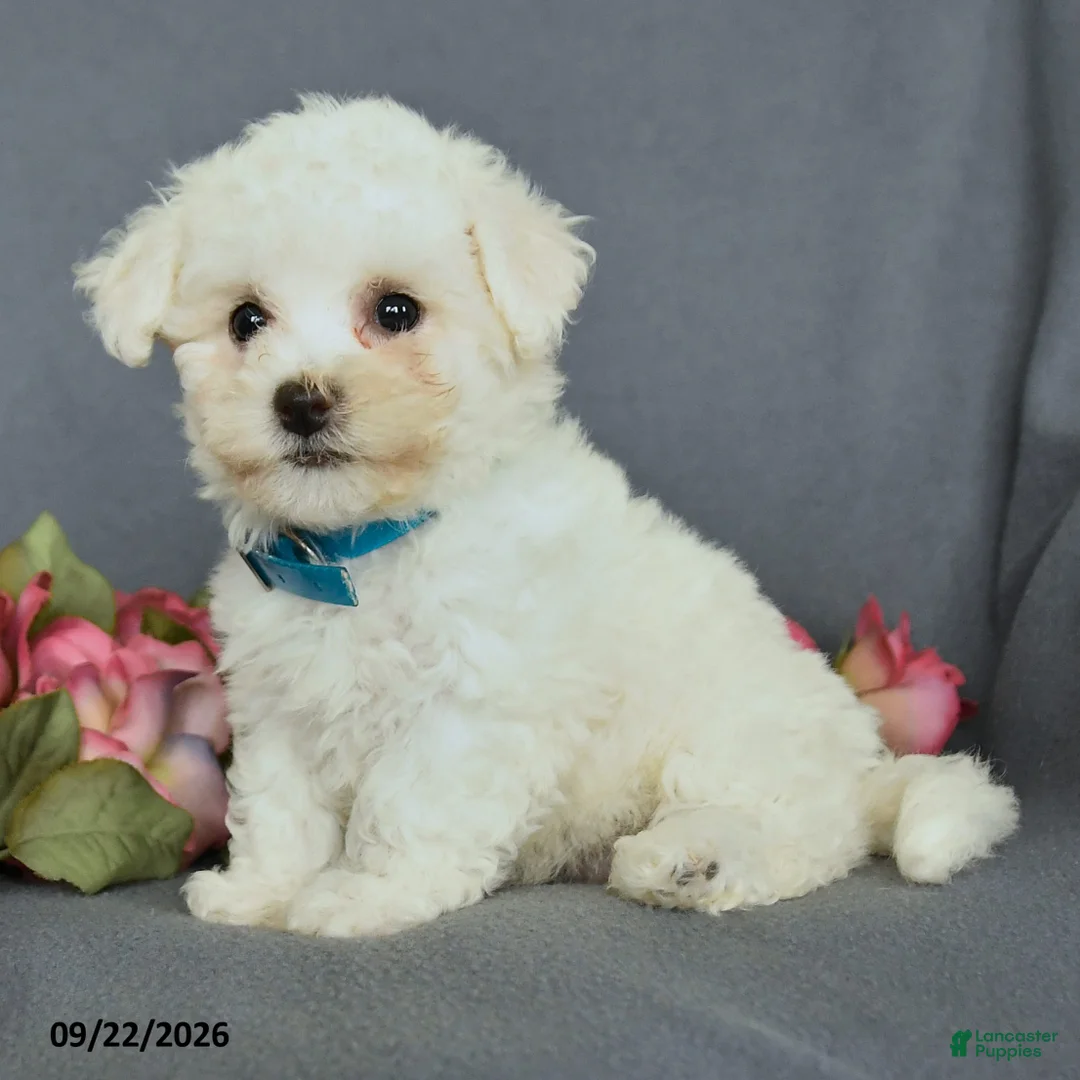 Bichon Frise dogs for sale: Lila  - Ad 2