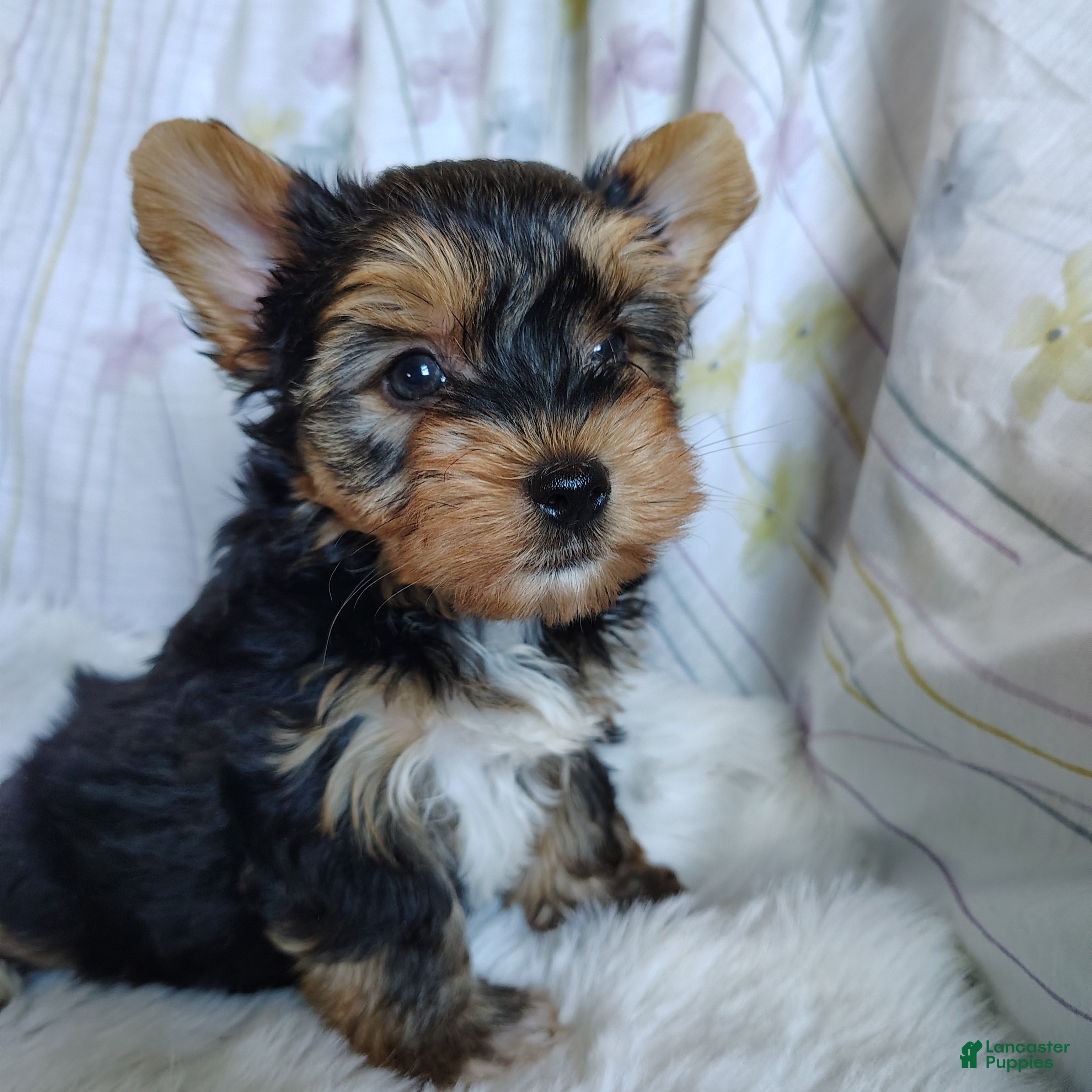 Yorkshire Terrier dogs Jet - Ad 2