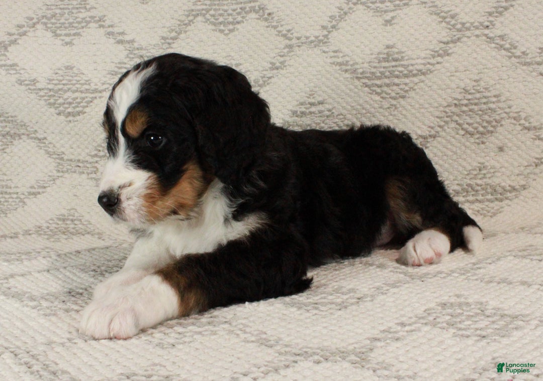Bernedoodle dogs for sale: Sarge - Ad 5