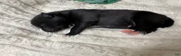 Pomsky dogs for sale: Male 2 - Ad 3