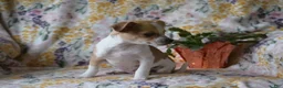 Mixed Breed dogs for sale: Bingo - Ad 2