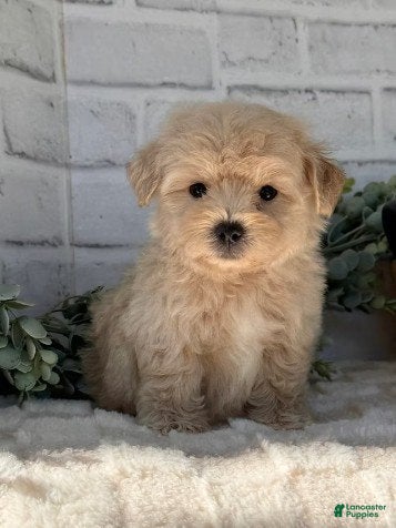 Maltipoo dogs Maltipoo Puppy 2 - Ad 9