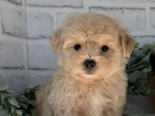 Maltipoo dogs Maltipoo Puppy 2 - Ad 27