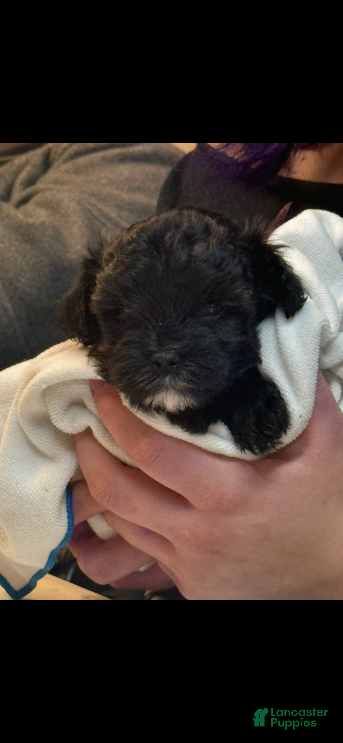 Yorkiepoo dogs Teacup Oreo - Ad 8