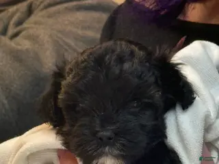 Yorkiepoo dogs Teacup Oreo - Ad 8