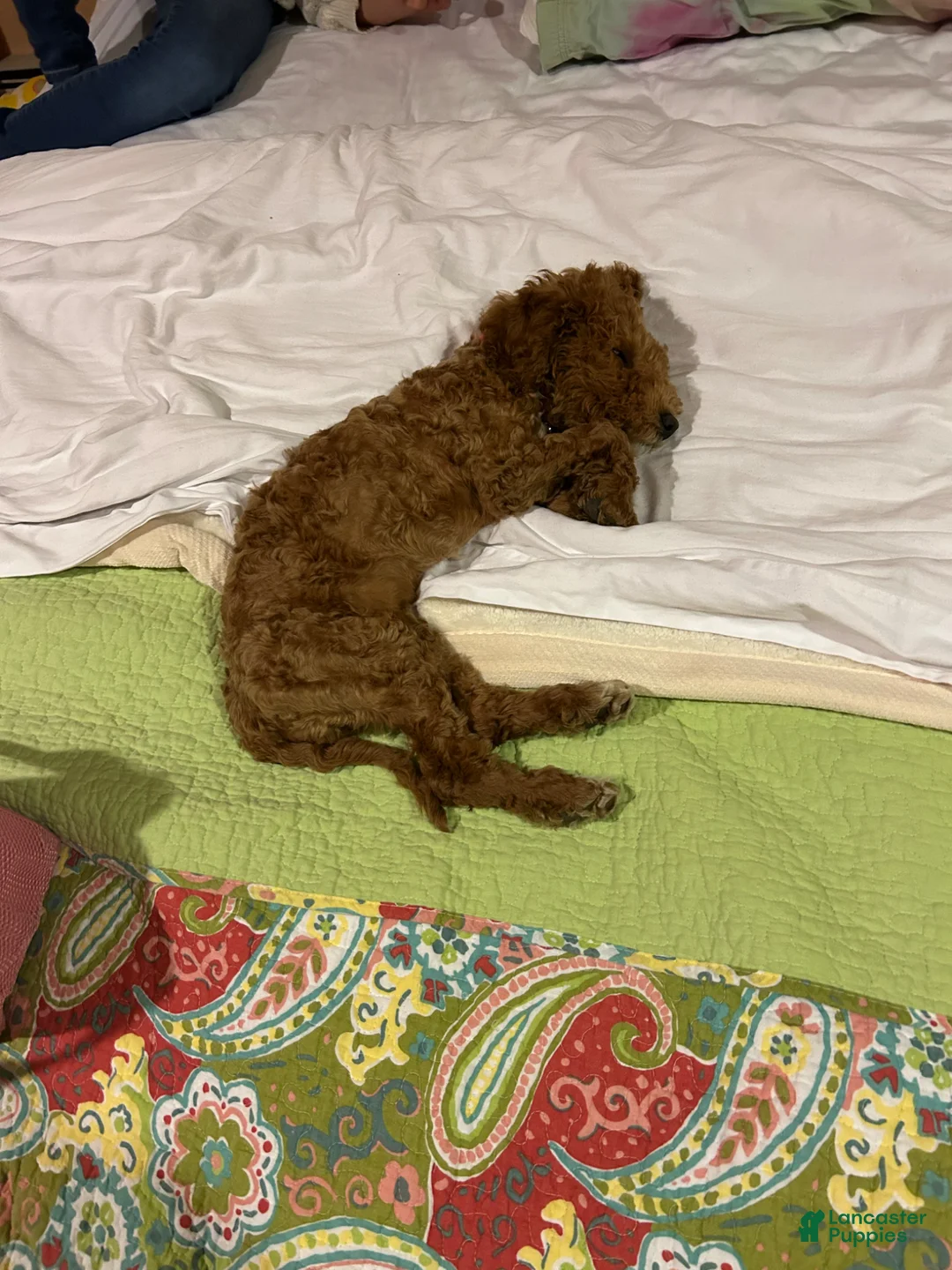 Goldendoodle dogs for sale: Goldendoodle Puppy 1 Luna - Ad 14