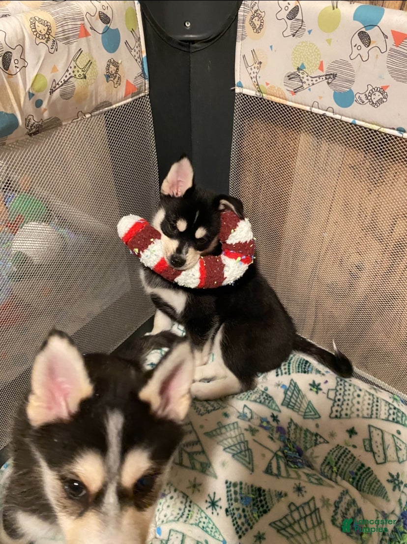 Pomsky dogs Sugar  - Ad 11