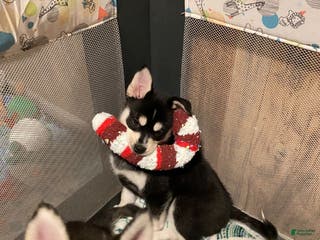 Pomsky dogs Sugar - Ad 18