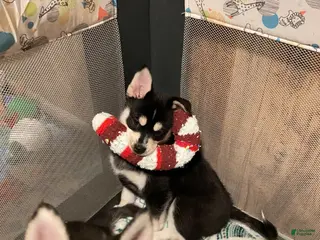 Pomsky dogs Sugar - Ad 14