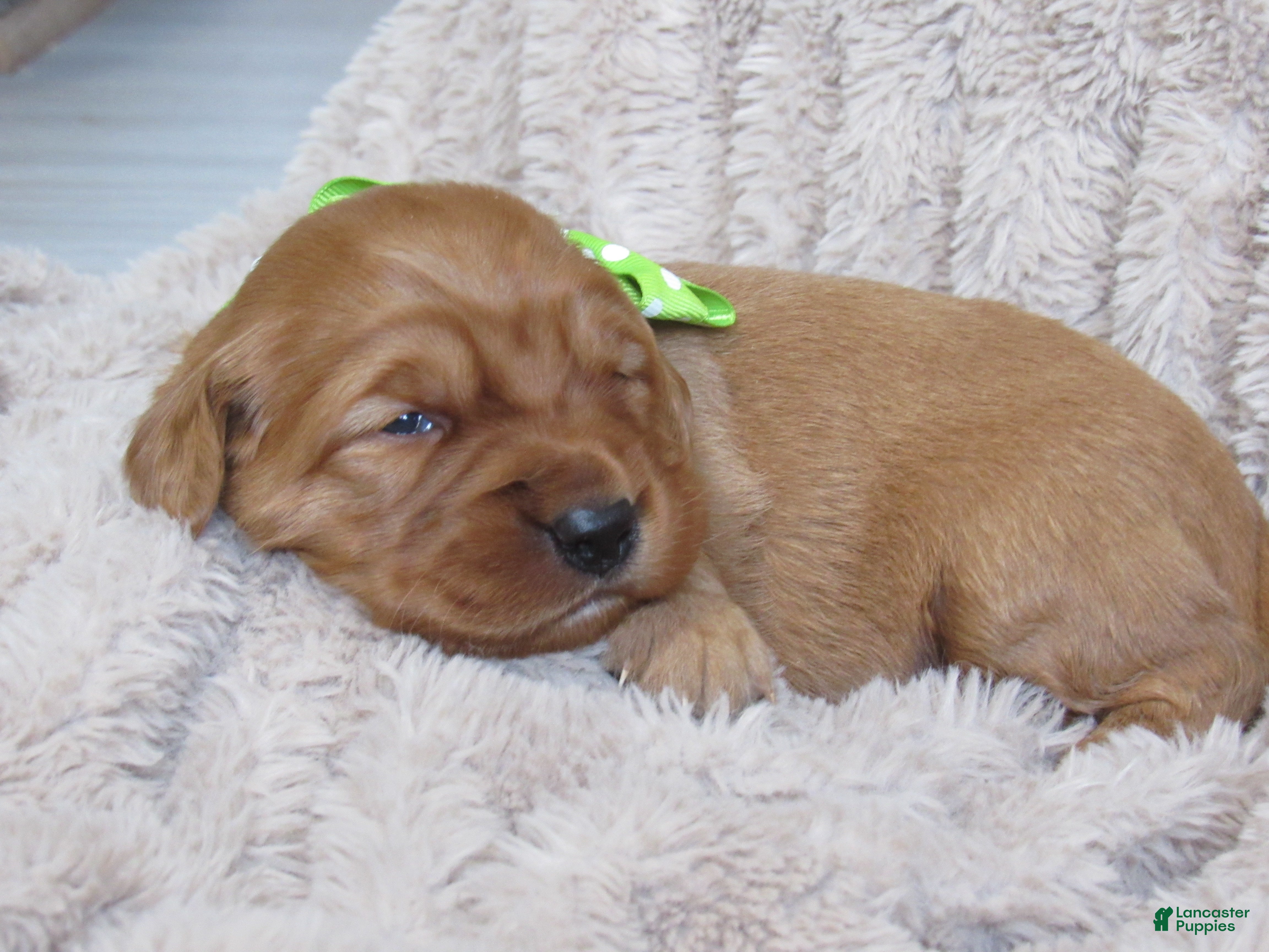 Golden Retriever dogs HENRY  - Ad 29