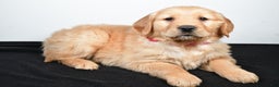 Golden Retriever dogs for sale: Jenny - Ad 4