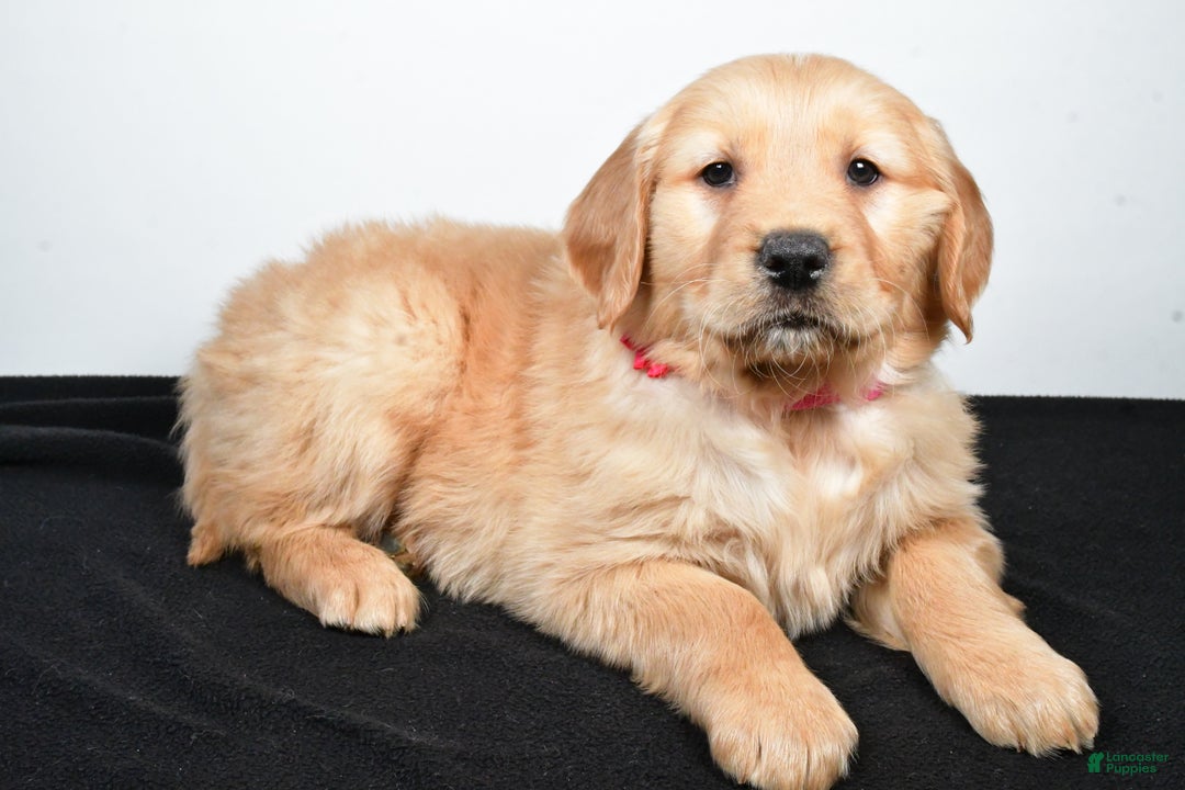 Golden Retriever dogs for sale: Jenny - Ad 4