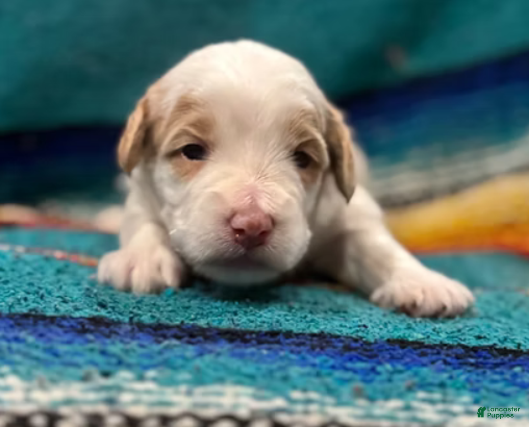 Mini Bernedoodle dogs for sale: Snow - Ad 4