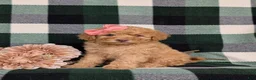 Mixed Breed dogs for sale: Mona Hypoallergenic - Ad 4