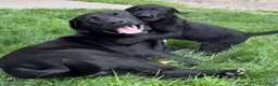 Mixed Breed dogs for sale: Mixed Breed 3 - Ad 11