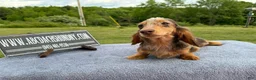 Miniature Dachshund dogs for sale: Import Show Boy Chocolate Dapple  - Ad 3
