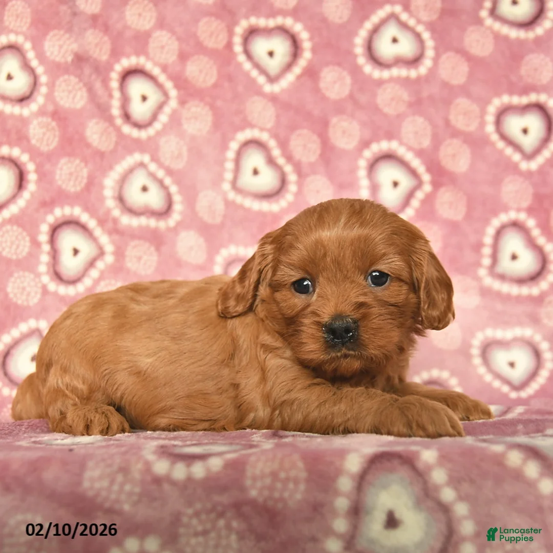 Cavapoo dogs for sale: Rose  - Ad 4