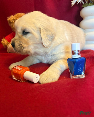 Golden Retriever dogs Bernie - Ad 31