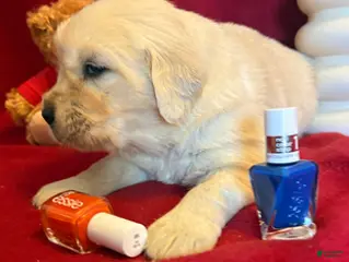 Golden Retriever dogs Bernie - Ad 40