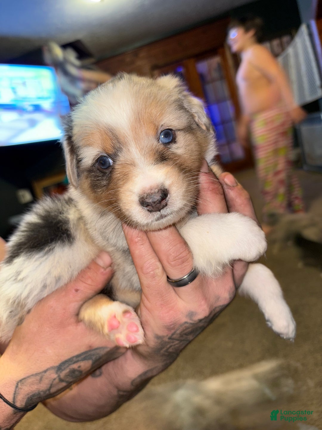 Australian Shepherd dogs for sale: Turbo.  - Ad 1
