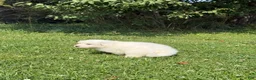 Great Pyrenees dogs for sale: Mrs Pink - Ad 7
