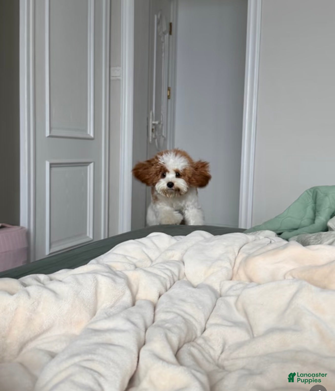 Cavapoo dogs Cavapoo Puppy 6 - Ad 2